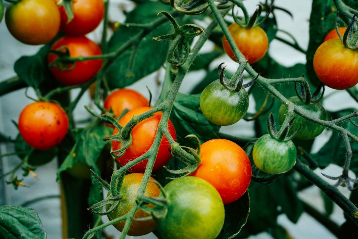 Tailler les tomates cerises