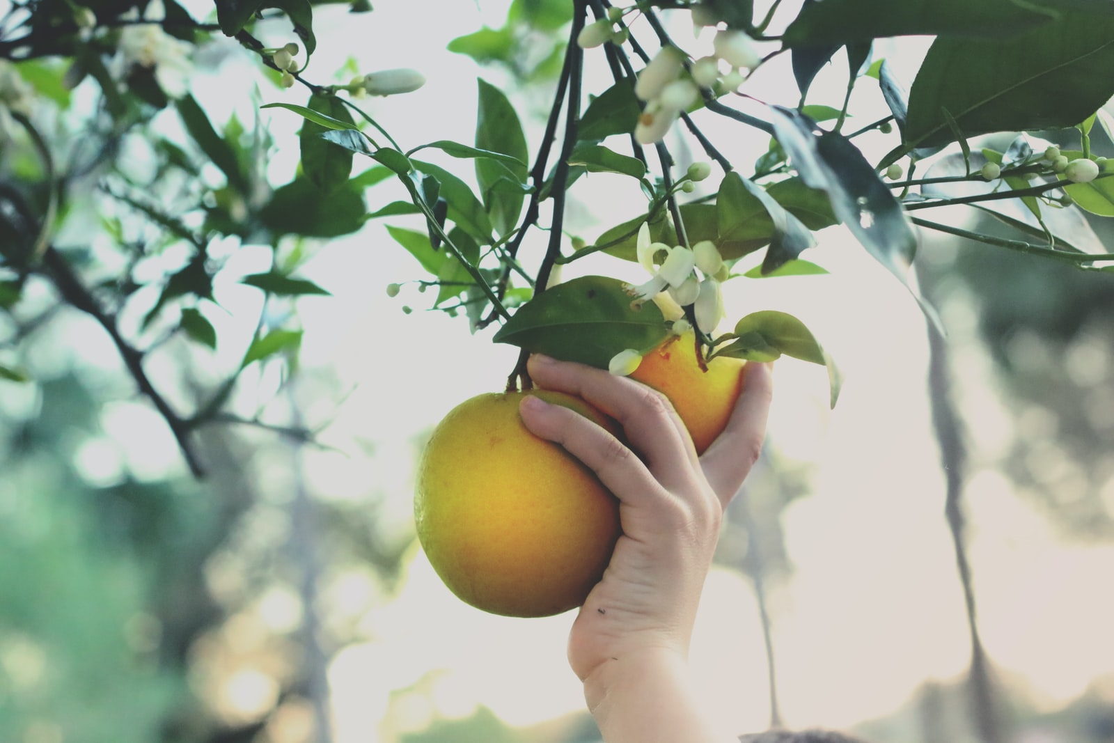 Les bons gestes pour la taille d'un citronnier en pot