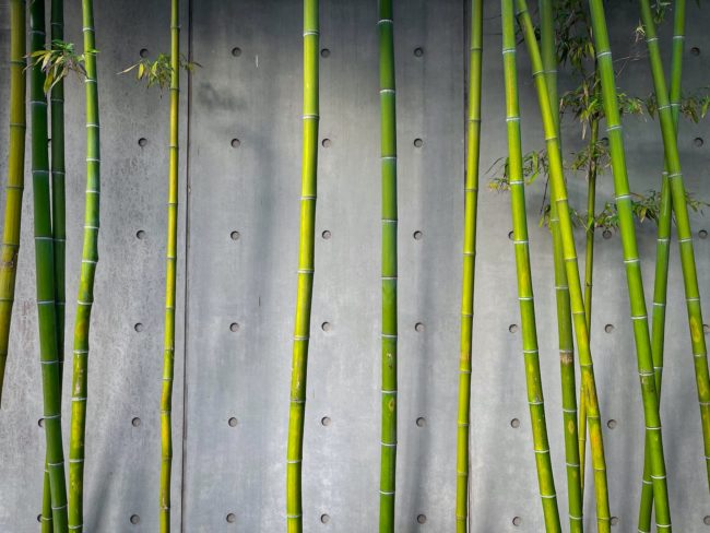 green bamboo grass during daytime