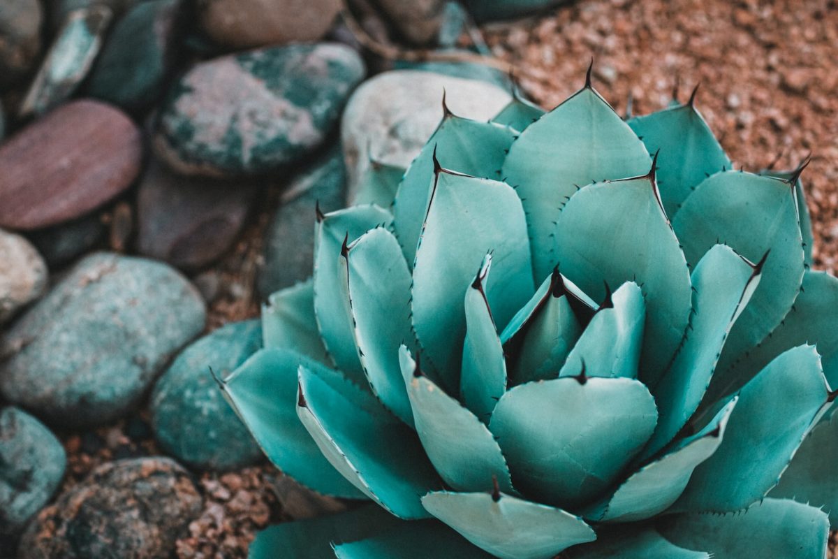 Tailler et entretenir un agave