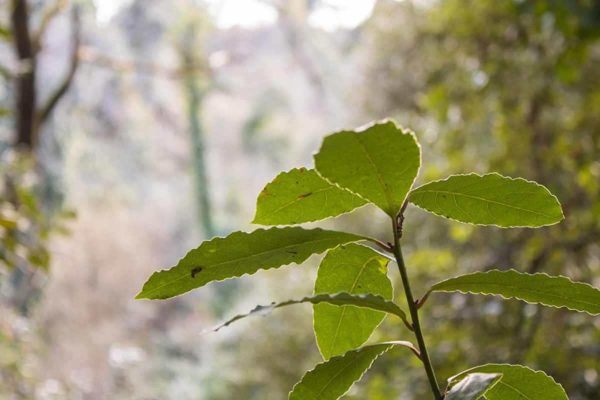 Feuilles de laurier