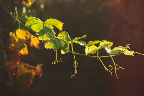 La taille de la vigne