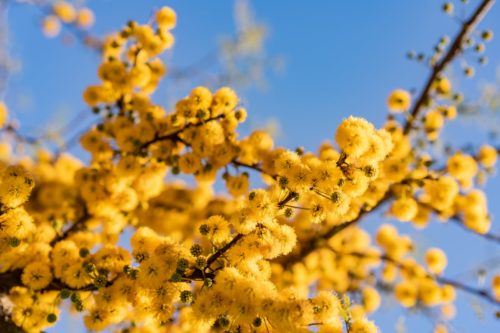 Quand tailler le mimosa ?