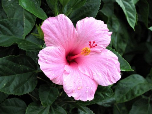 Tailler un hibiscus