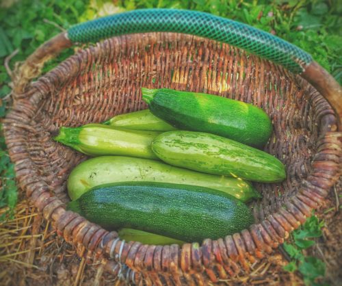 Planter les courgettes