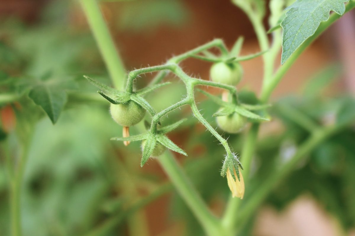 Cotylédon plants de tomates