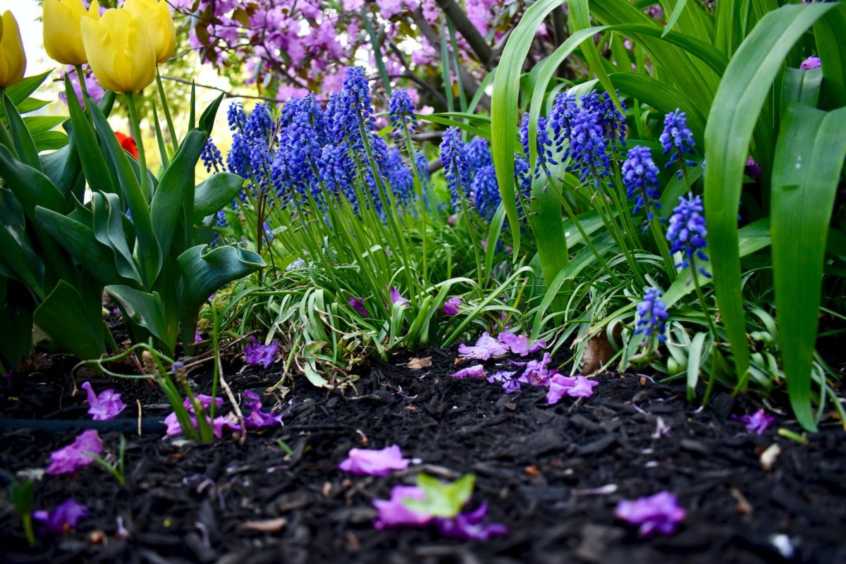 Paillage au jardin