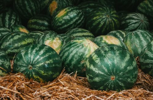 Planter les graines de Pasteque