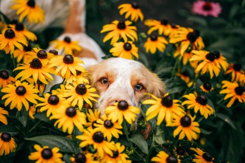 Plante dangereuse pour un chien