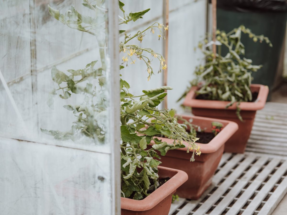 Abri à tomates