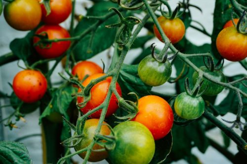 Plants de tomates en mai