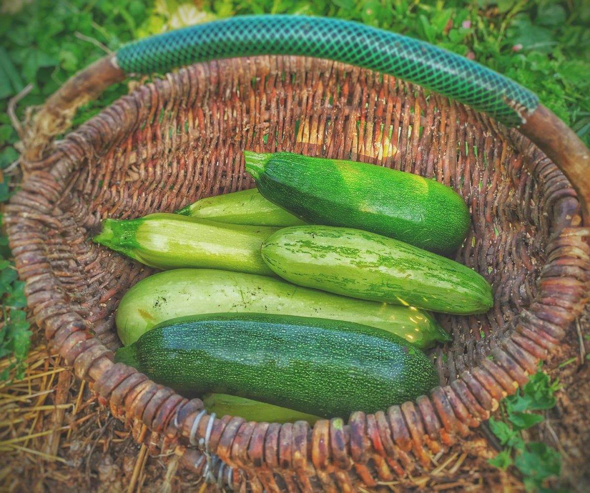 Culture des courgettes