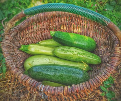 Culture des courgettes