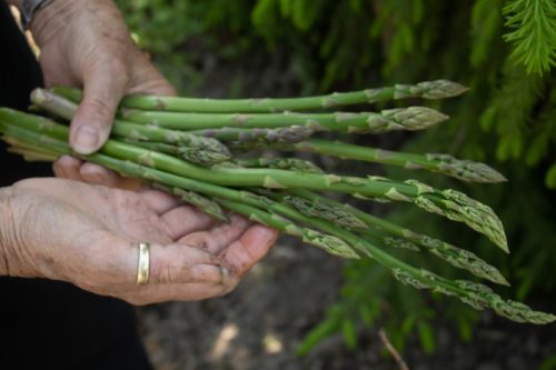 Asperges