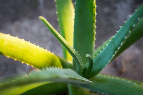 Culture de l'Aloe Vera