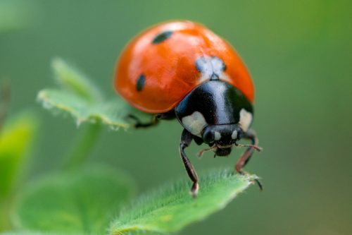 Invasion de coccinelles