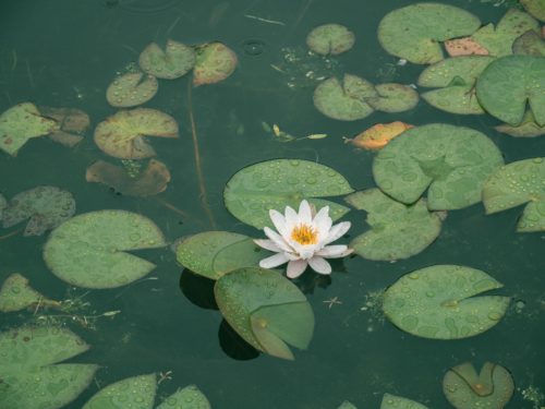 Bassin de jardin