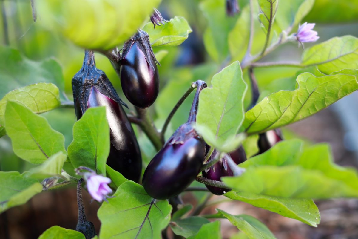 Culture d'aubergines