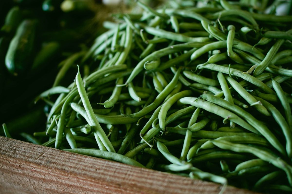 Planter les haricots verts