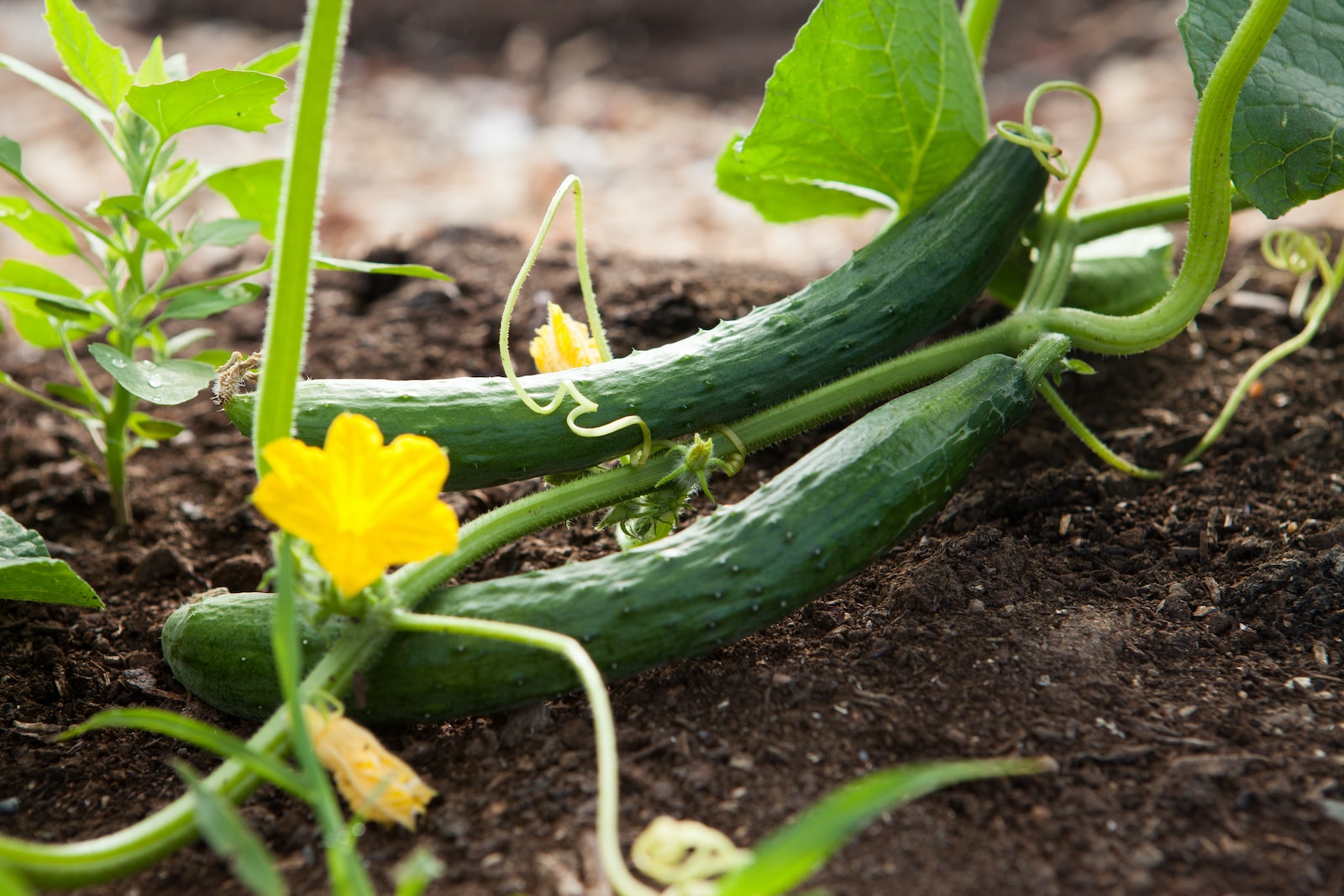 Démarrer la culture des concombres au printemps au potager - Imagine on ...