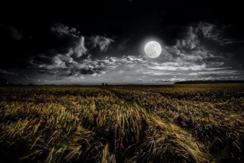 Jardiner avec la lune