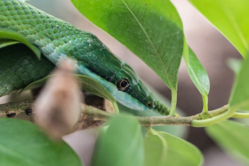 La vipère au jardin