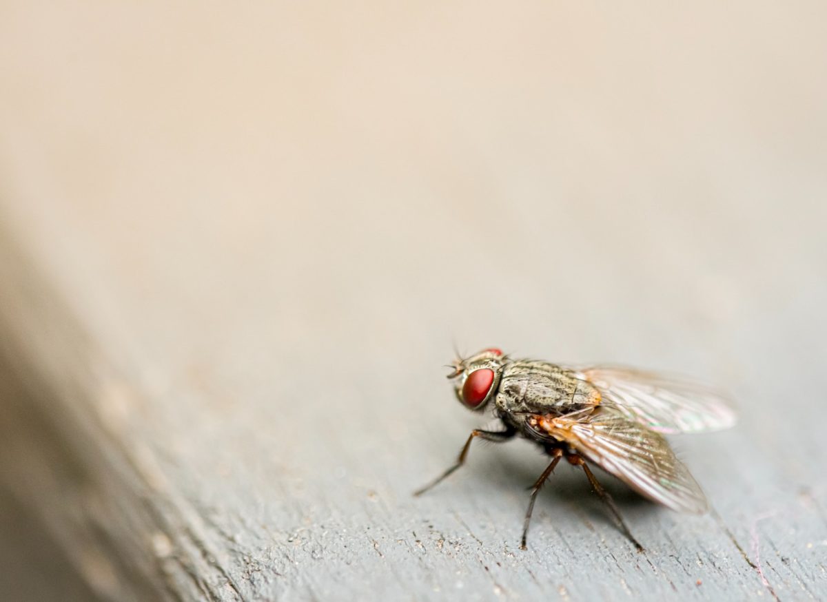 Une mouche sur une table