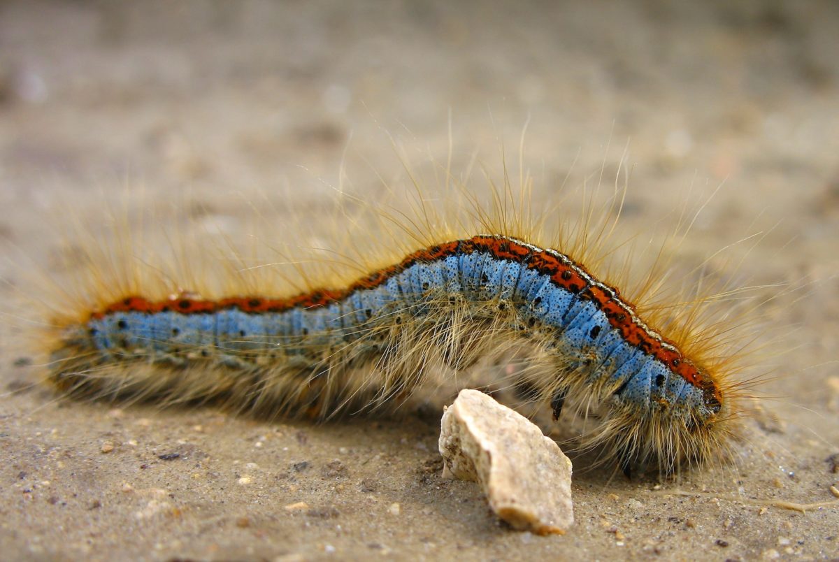 Chenille processionnaire