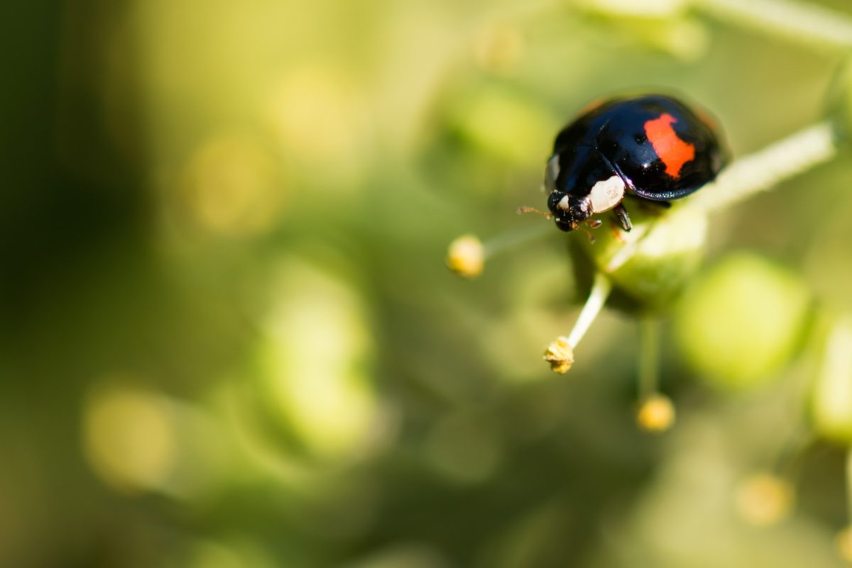 Coccinelle asiatique