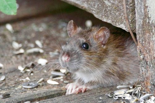 Lutter contre les rats