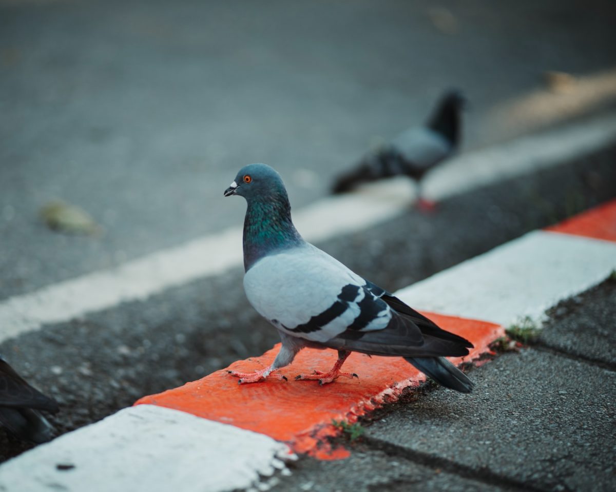 Eloigner les pigeons