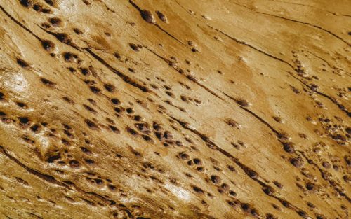 Termites mangeant du bois