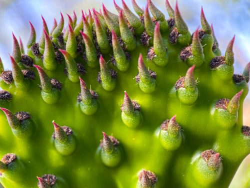 Cochenille sur un figuier de barbarie