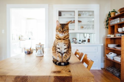 Répulsif contre les chats