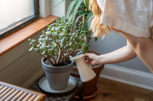 irriguer plantes vacances