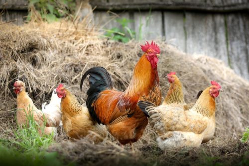 poulailler dans son jardin