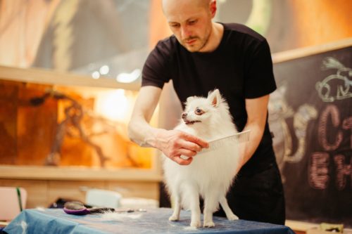 Massage adapté aux chats