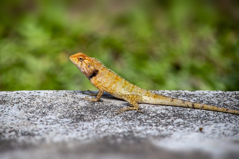 Comment se débarrasser des lézards : nos conseils pratiques - Imagine