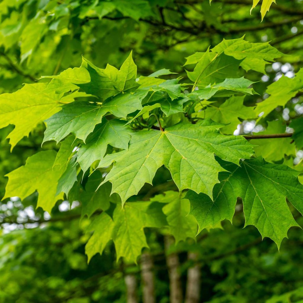 Acer saccharum