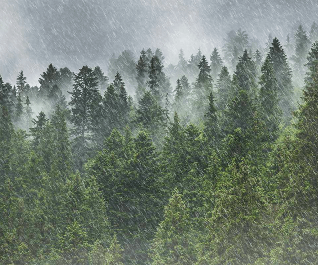 Les arbres : une force de la nature