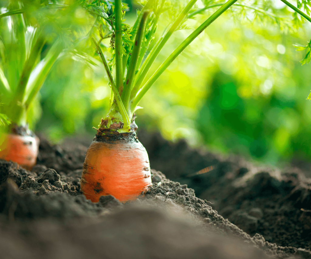 Les avantages de la culture de légumes racines en automne dans votre jardin