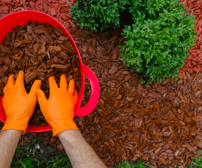 Explorez les bienfaits du paillage d'automne pour la santé de votre jardin