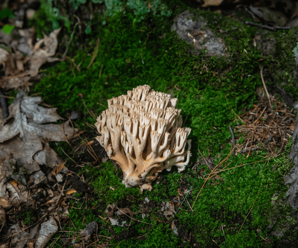 Le champignon corail