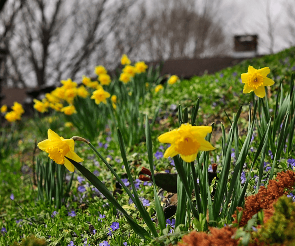 Le charme des jonquilles d'hiver