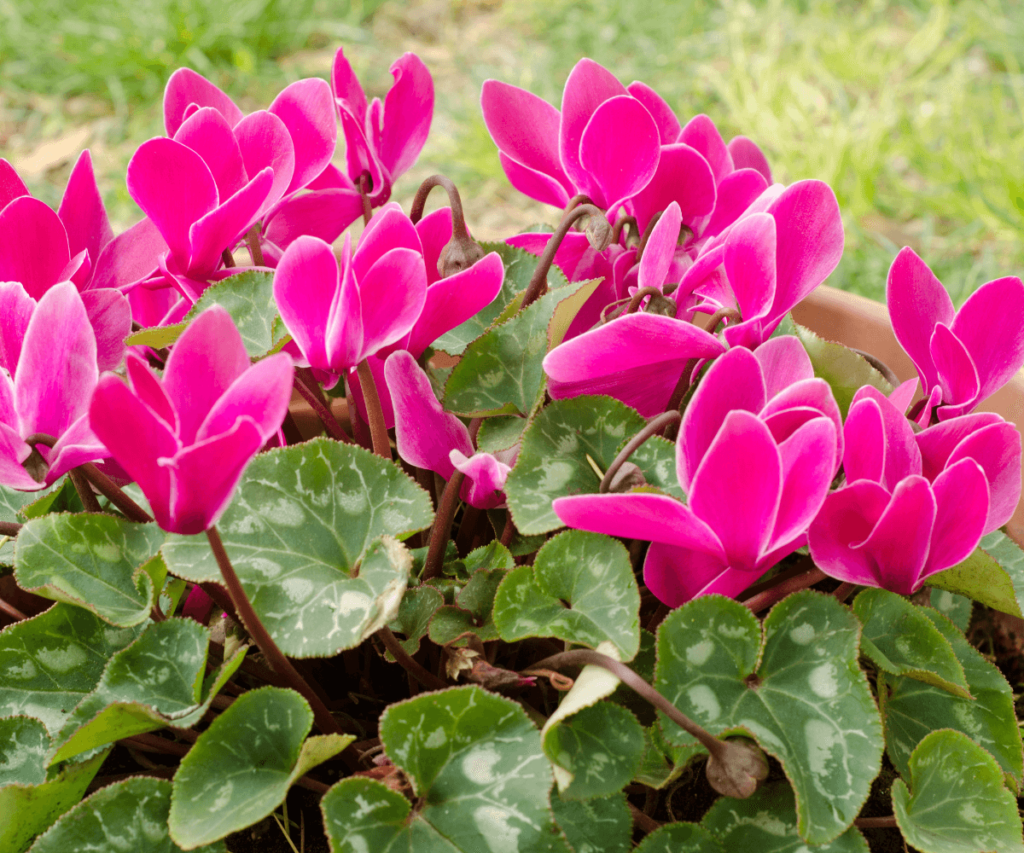 Choisissez les bonnes plantes pour vos pots et jardinières en prévision de la saison froide