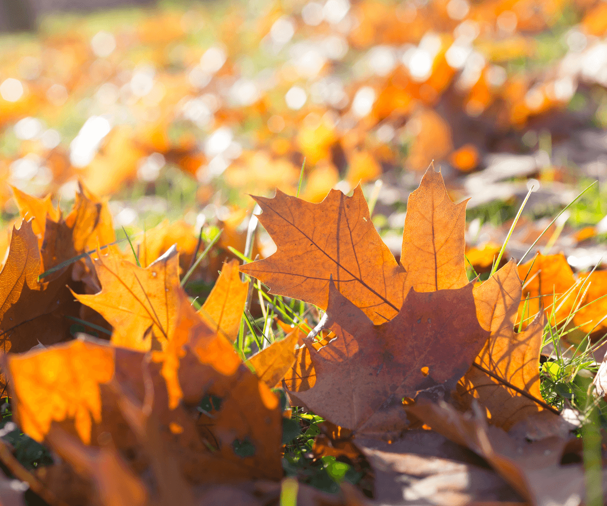 Faire du compost avec les feuilles mortes d'automne pour enrichir votre sol