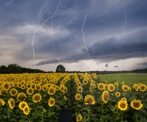 Effets surprenants des orages sur différentes plantes : Ce qu'il faut savoir !