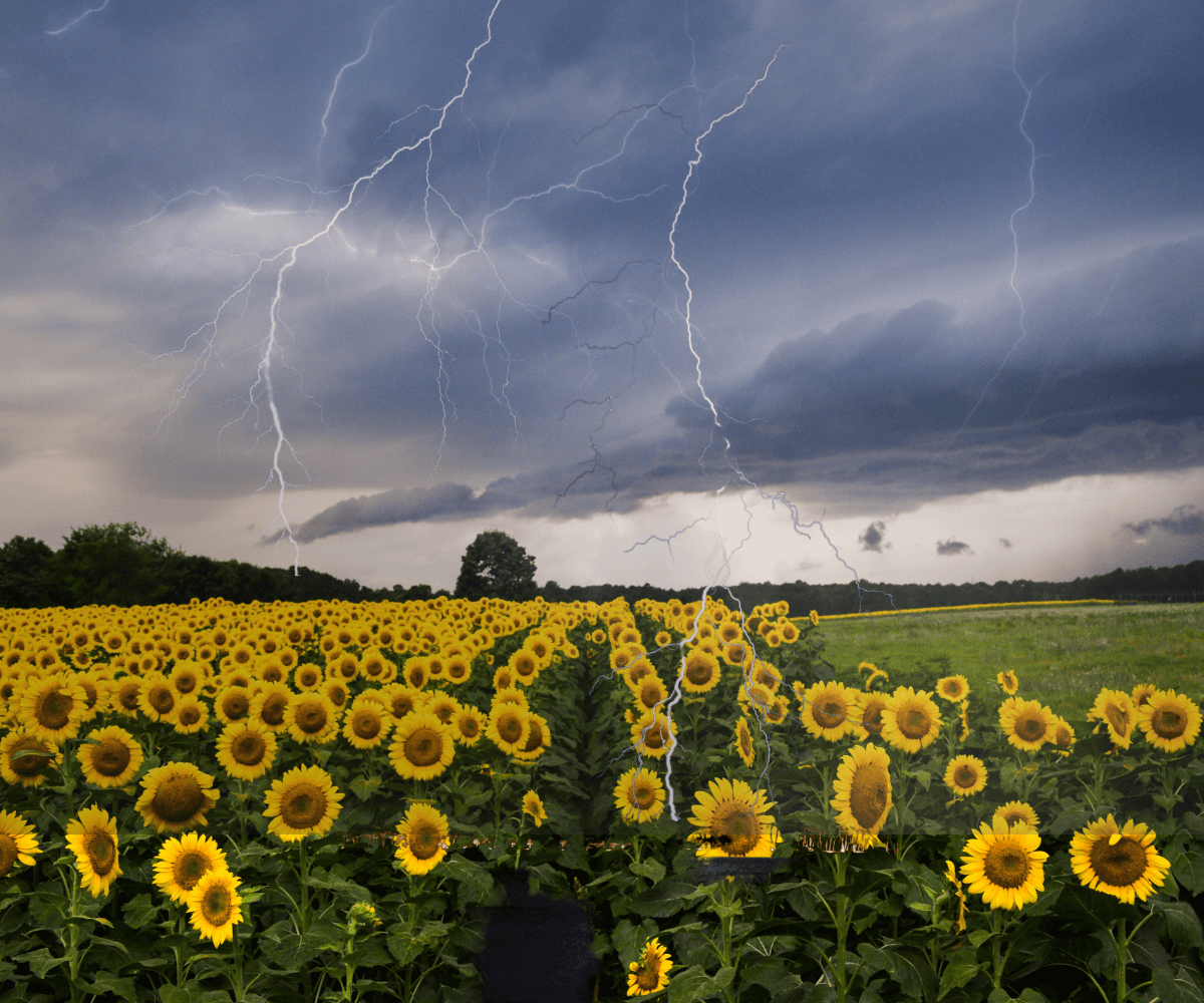 Effets surprenants des orages sur différentes plantes : Ce qu'il faut savoir !