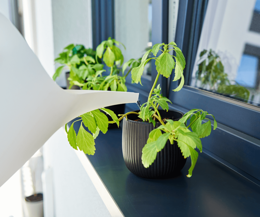 Entretien régulier des fleurs pour les rebords de fenêtres : Conseils pour garder vos fenêtres florales en pleine forme.