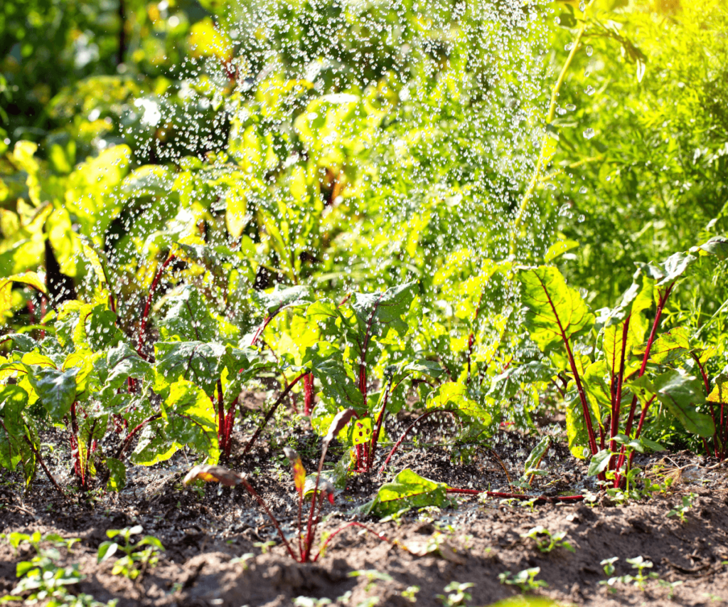 Fertilisation et arrosage du sol en automne pour préparer votre jardin
